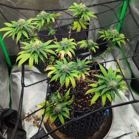 BlueCheese growlog timeline photo