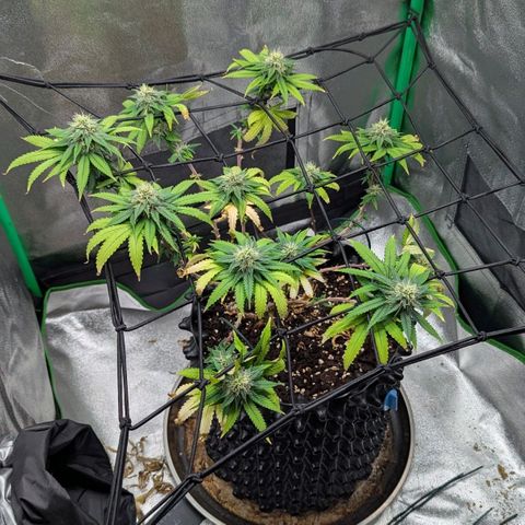 BlueCheese growlog timeline photo