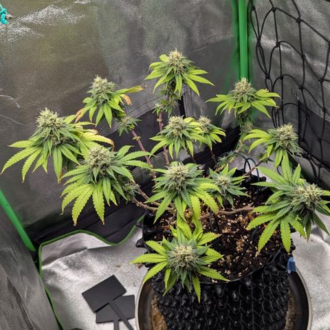 BlueCheese growlog timeline photo