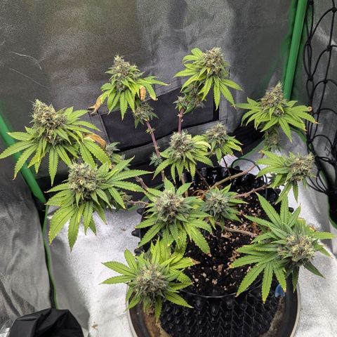 BlueCheese growlog timeline photo
