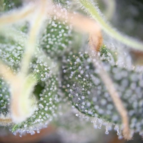BlueCheese growlog timeline photo