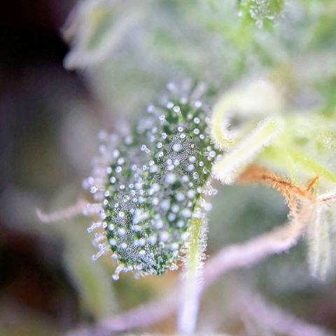 BlueCheese growlog timeline photo