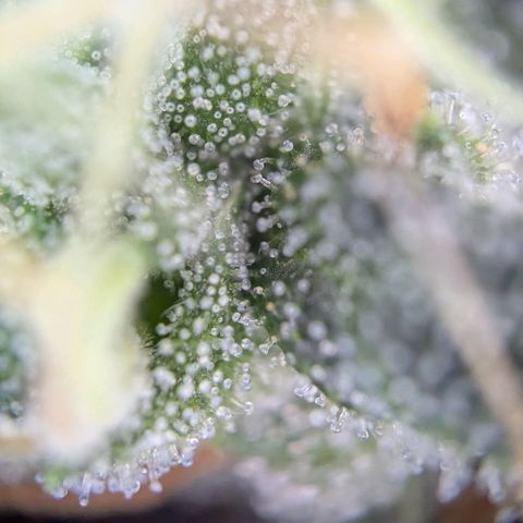 BlueCheese growlog timeline photo
