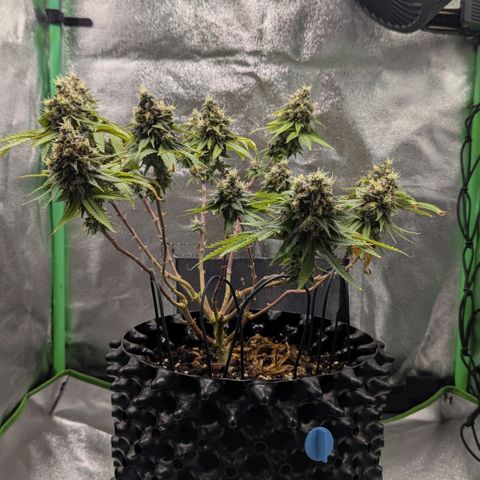 BlueCheese growlog timeline photo