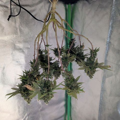 BlueCheese growlog timeline photo