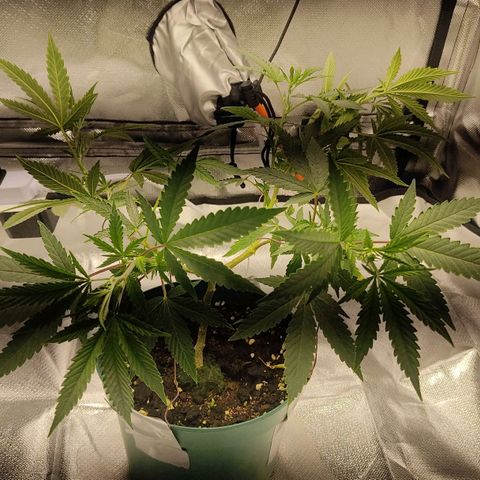 Pineapple Poison growlog photo: new smaller tent gvg 60w light