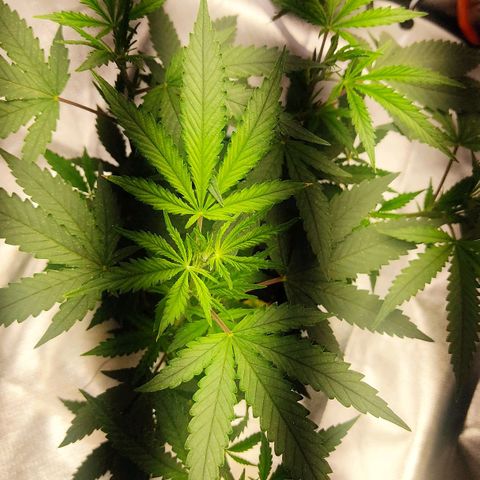 Pineapple Poison growlog photo: new smaller tent gvg 60w light