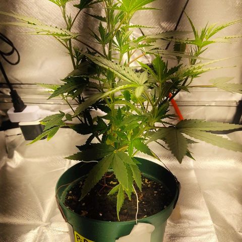 Pineapple Poison growlog photo: new smaller tent gvg 60w light