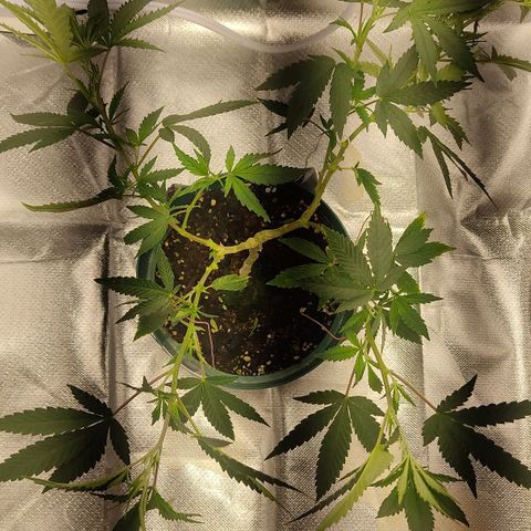 Pineapple Poison growlog photo: new smaller tent gvg 60w light