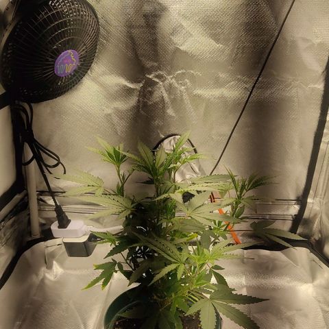 Pineapple Poison growlog photo: new smaller tent gvg 60w light