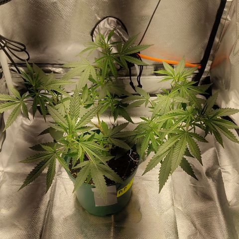 Pineapple Poison growlog timeline photo