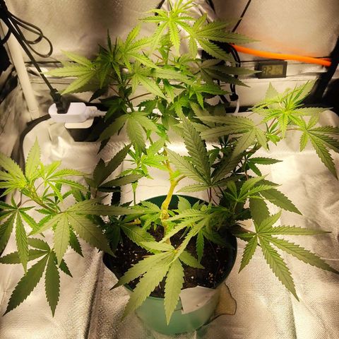 Pineapple Poison growlog timeline photo