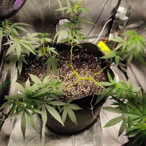 Pineapple Poison growlog photo: pot, trim, training 