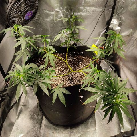 Pineapple Poison growlog timeline photo