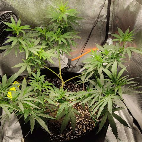 Pineapple Poison growlog timeline photo