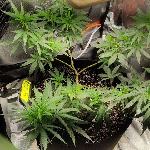 Pineapple Poison growlog timeline photo