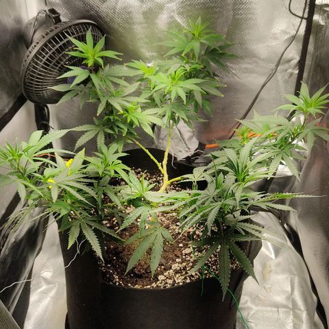 Pineapple Poison growlog timeline photo