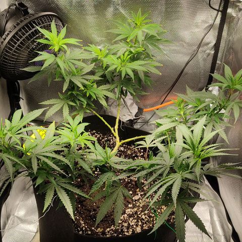 Pineapple Poison growlog timeline photo