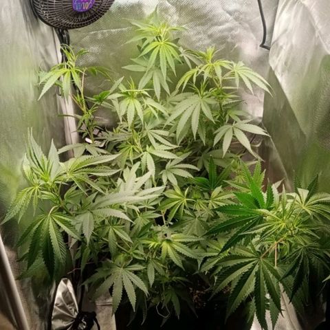 Pineapple Poison growlog timeline photo