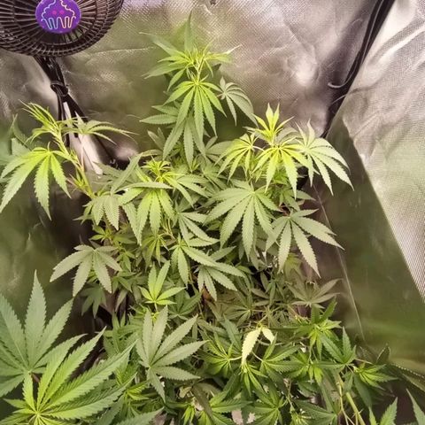 Pineapple Poison growlog timeline photo