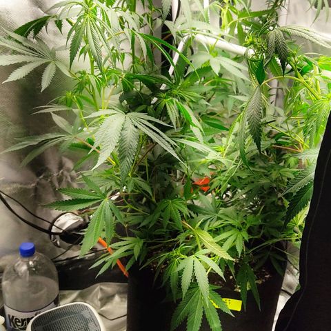 Pineapple Poison growlog timeline photo