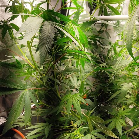 Pineapple Poison growlog timeline photo