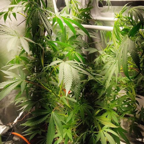 Pineapple Poison growlog timeline photo