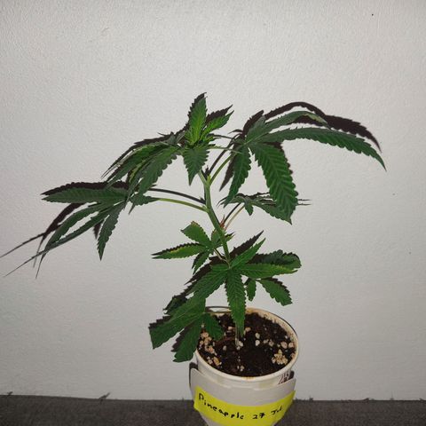 Pineapple Poison growlog timeline photo