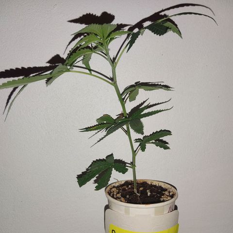 Pineapple Poison growlog timeline photo