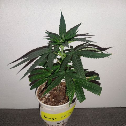 Mr Mango Crack growlog timeline photo