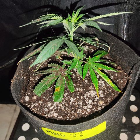 Mr Mango Crack growlog timeline photo