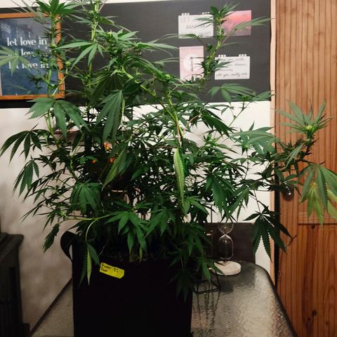 Pineapple Poison growlog timeline photo
