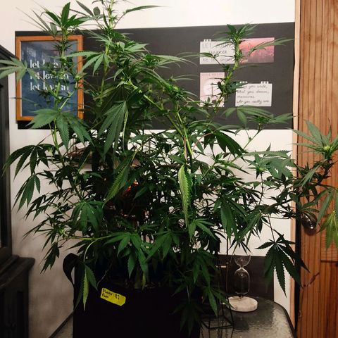 Pineapple Poison growlog timeline photo