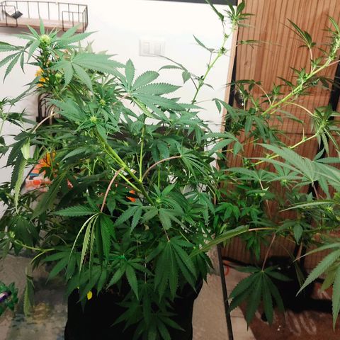 Pineapple Poison growlog timeline photo