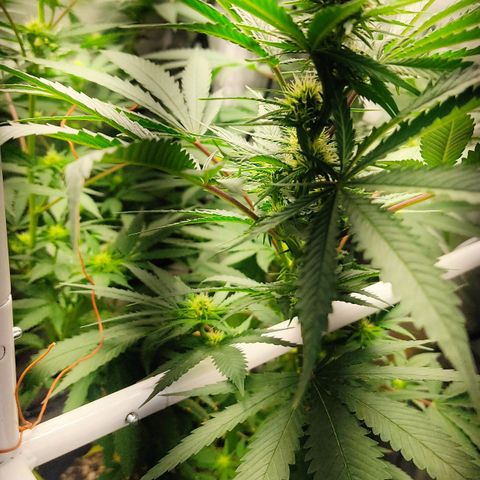 Pineapple Poison growlog timeline photo