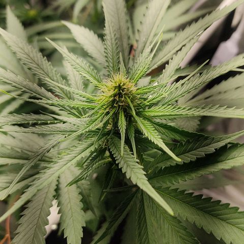 Pineapple Poison growlog timeline photo