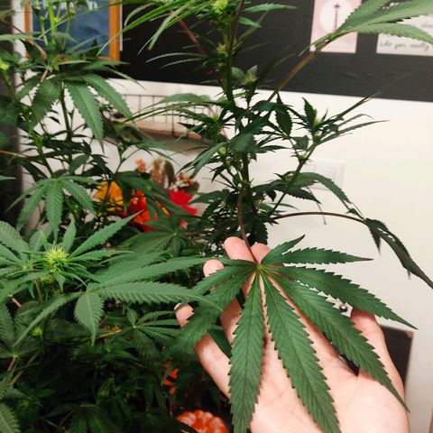 Pineapple Poison growlog timeline photo
