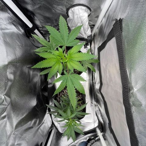 Mr Mango Crack growlog photo: changed to smaller tent, 18 hrs starting cycle