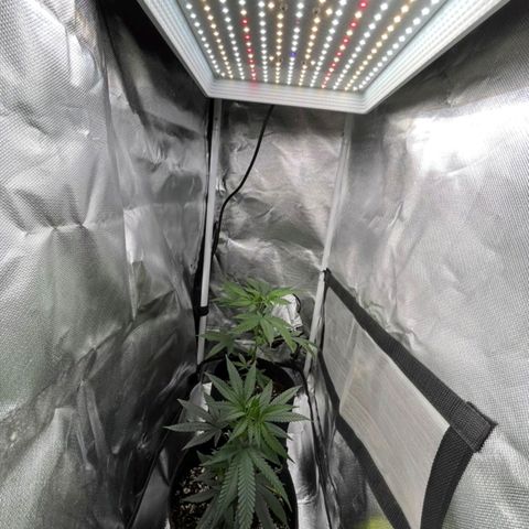 Mr Mango Crack growlog photo: changed to smaller tent, 18 hrs starting cycle