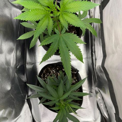 Pineapple Poison growlog timeline photo