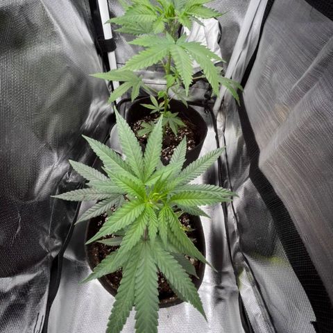Pineapple Poison growlog timeline photo