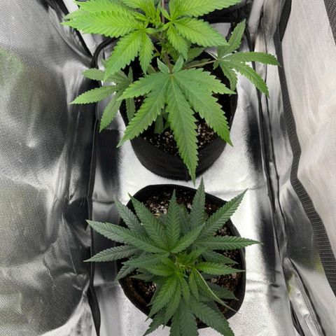 Pineapple Poison growlog timeline photo