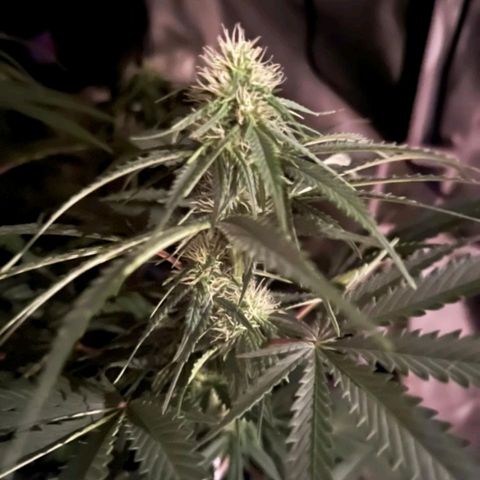 Pineapple Poison growlog timeline photo