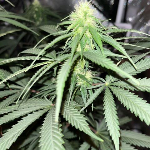Pineapple Poison growlog timeline photo