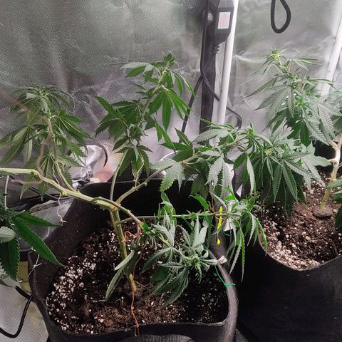 Pineapple Poison growlog timeline photo