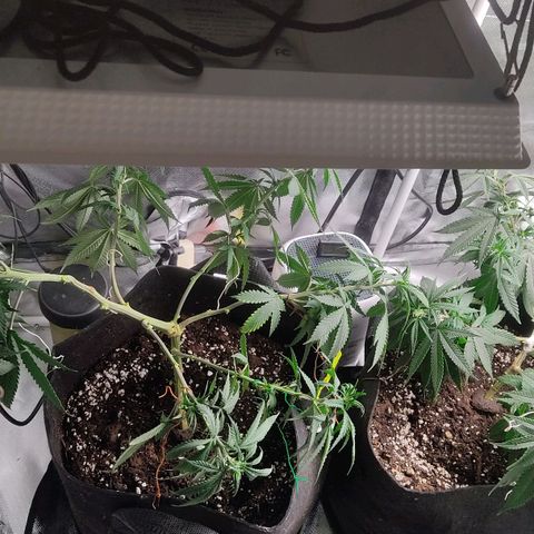 Pineapple Poison growlog timeline photo