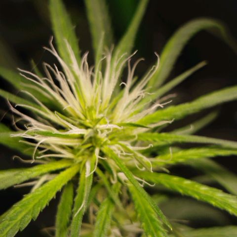 MarijuNeusa (Prenseed) growlog photo: Floração tooop