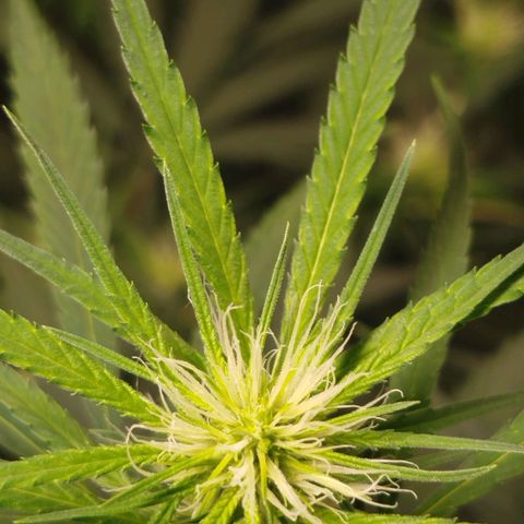 MarijuNeusa (Prenseed) growlog photo: Floração tooop