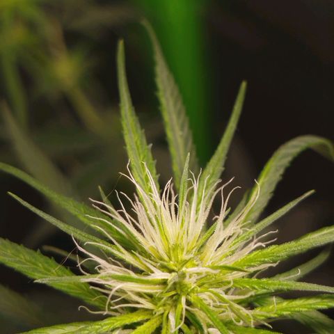 MarijuNeusa (Prenseed) growlog photo: Floração tooop