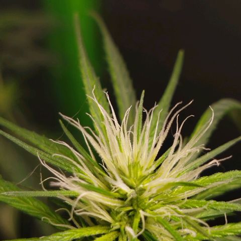 MarijuNeusa (Prenseed) growlog photo: Floração tooop
